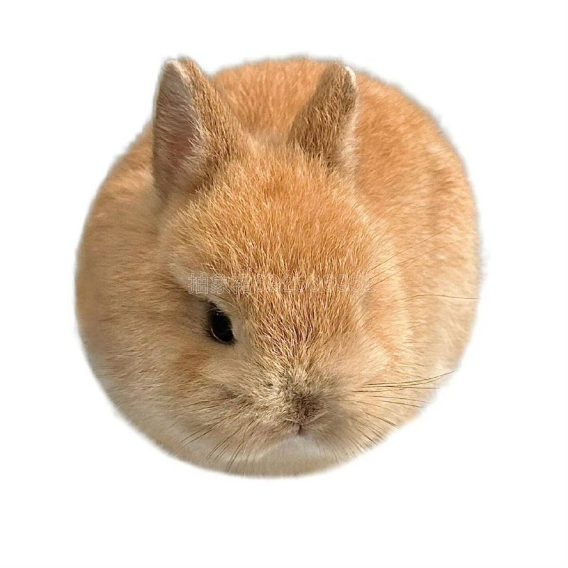 这个世界上怎么会有兔子这么可爱的生物！这个世界上怎么会有兔子这么可爱的生物！