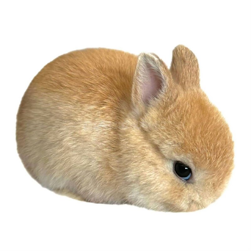 这个世界上怎么会有兔子这么可爱的生物！这个世界上怎么会有兔子这么可爱的生物！